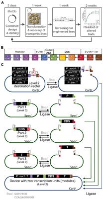Molecular Advancements Establishing Chlamydomonas as a Host for Biotechnological Exploitation